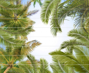 потолок пальмы