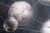 CAT_MACRO_PHOTOsImg_HC71987-45_(1)