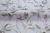 MACRO_PHOTOuImg_PL71750-44_(3)